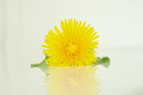 dandelion blossom bloom