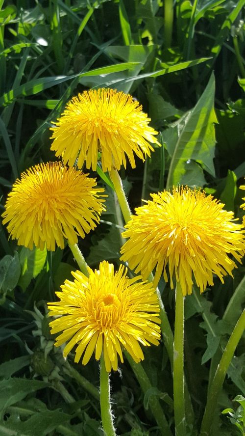 dandelion blossom bloom