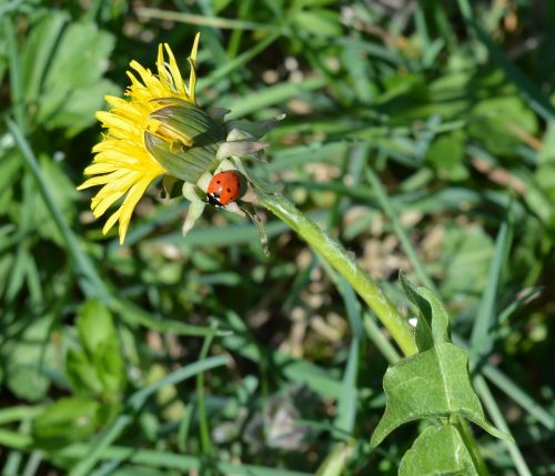 dandelion nature ladybug