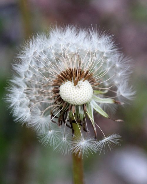 dandelion weeds plant