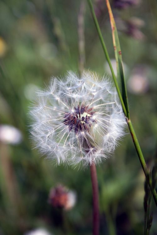 dandelion blossom bloom