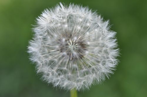 dandelion macro seeds