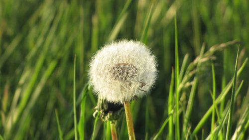 dandelion wind nature