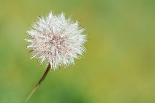 dandelion faded flower seeds