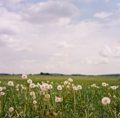 dandelion fields gettysburg