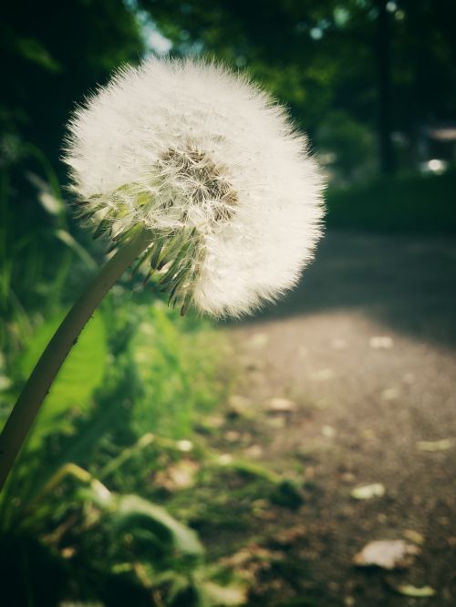 dandelion evening sun away