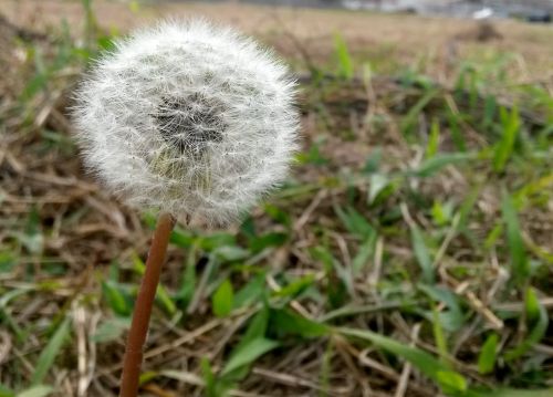 dandelion flower flower of the field