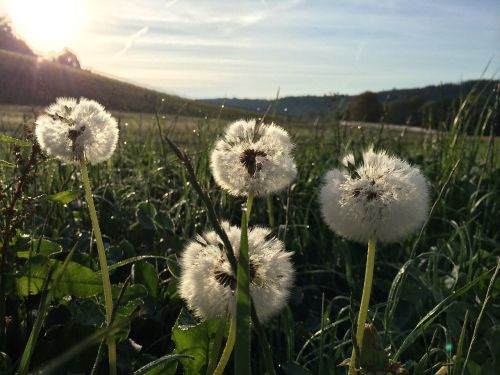 dandelion flower pointed flower