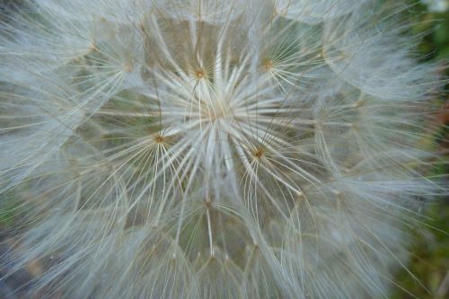 dandelion flower white