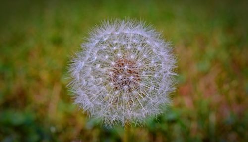 dandelion flying seeds flower