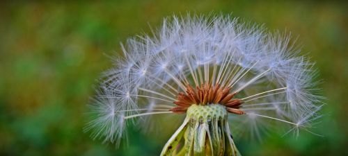 dandelion flying seeds flower