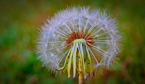 dandelion flying seeds flower