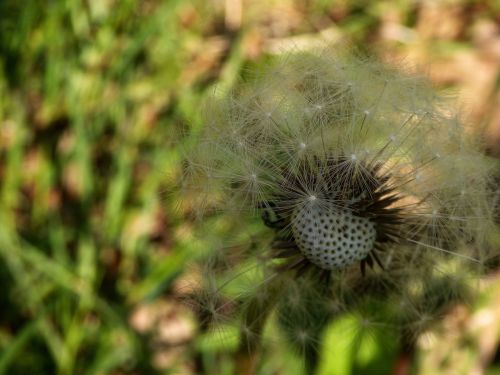 dandelion close seeds