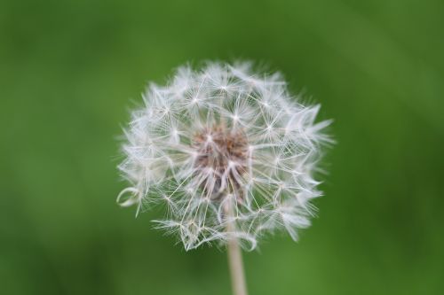 dandelion meadow plant