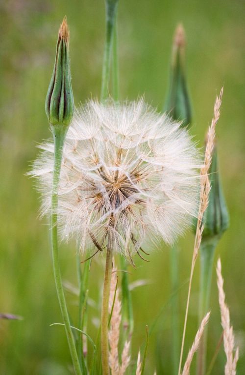 dandelion puff flower