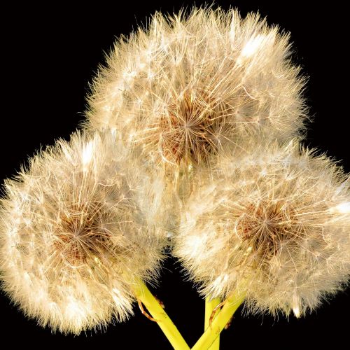 dandelion flower nature