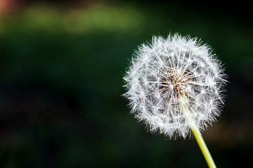 dandelion flower flowers