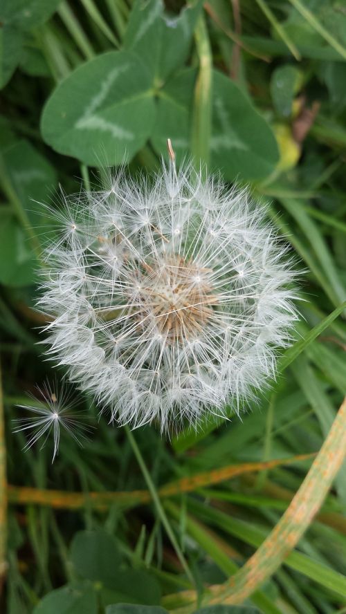 dandelion autumn wish you