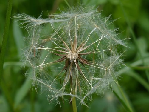 dandelion infructescence meadows dubius