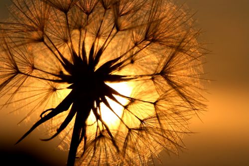 dandelion flower back light