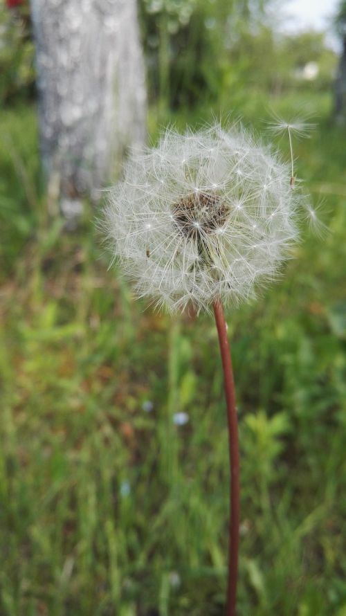 dandelion spring summer