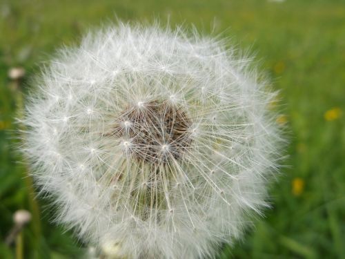 dandelion detail macro