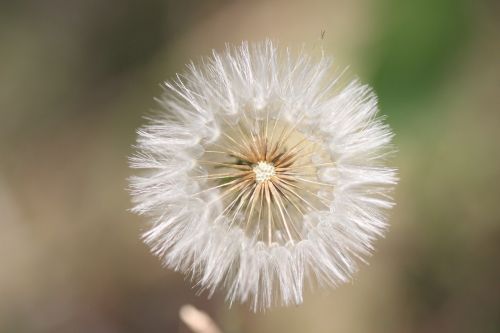 dandelion flower flower of the field