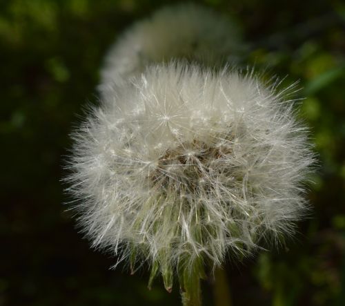 dandelion flower summer