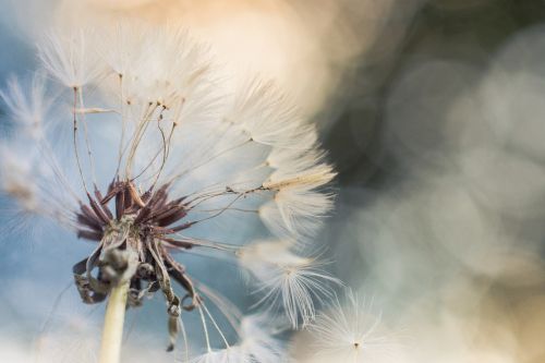 dandelion macro blue