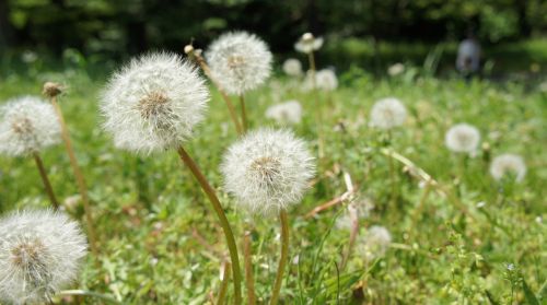 dandelion natural grass