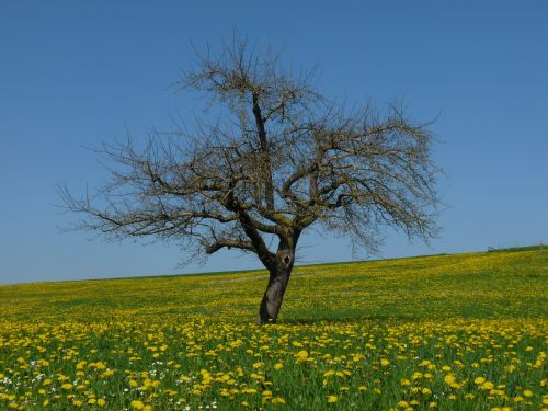 dandelion meadow tree