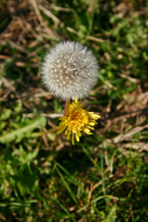 dandelion plant autumn