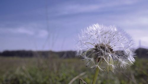 dandelion nature flowers