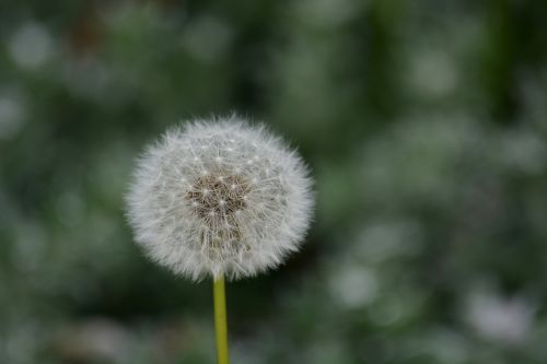 dandelion flower nature