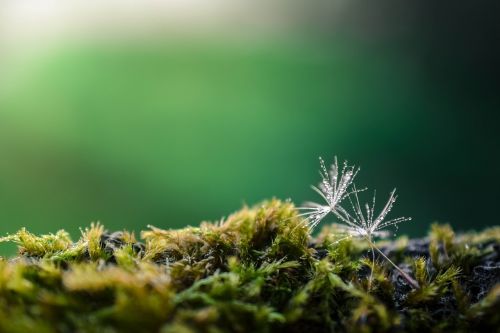 dandelion green nature