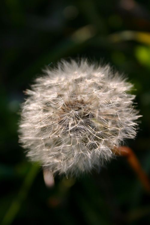 dandelion seeds nature