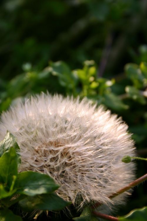 dandelion seeds nature