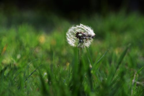 dandelion light and shadow life