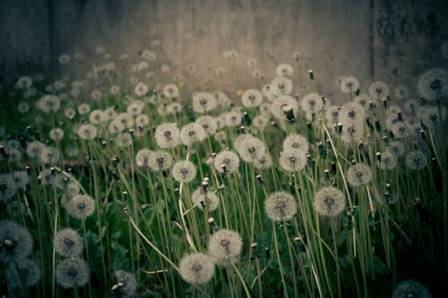 dandelion mood nature