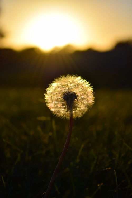 dandelion weeds sunset