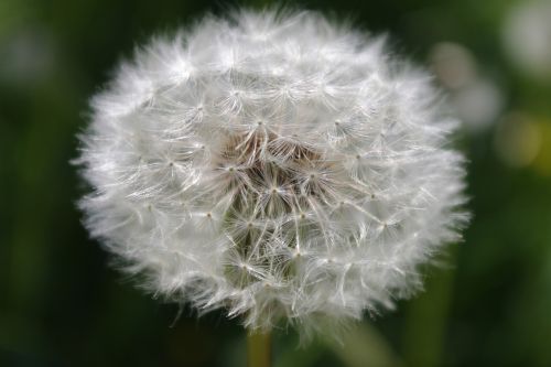 dandelion flower nature