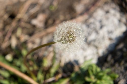 dandelion spring macro