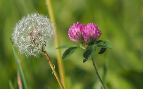 dandelion flower macro