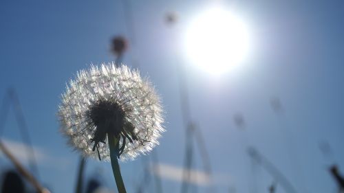 dandelion sun macro