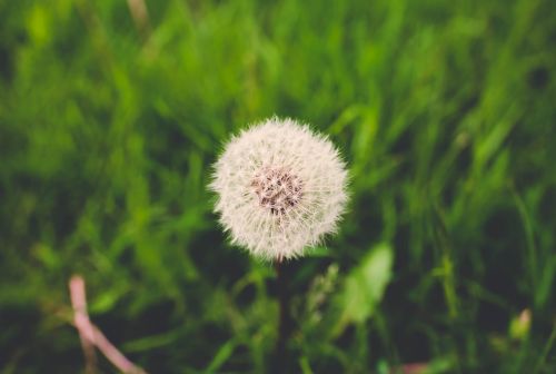 dandelion flora flower