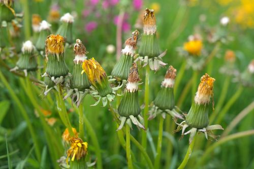 dandelion bloom inflorescence