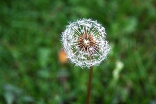 dandelion meadow