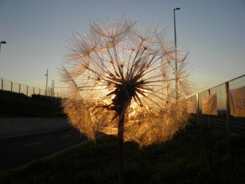 dandelion sunset nature