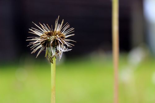 dandelion meadow seeds