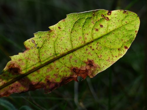 dandelion leaf close-up